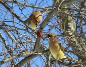 two-waxwings-sharing-apple-2-7-14-photo-by-pamm-cooper